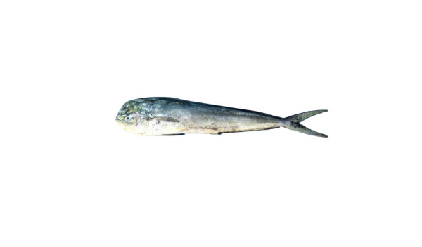 Parla / பர்லா 1Kg